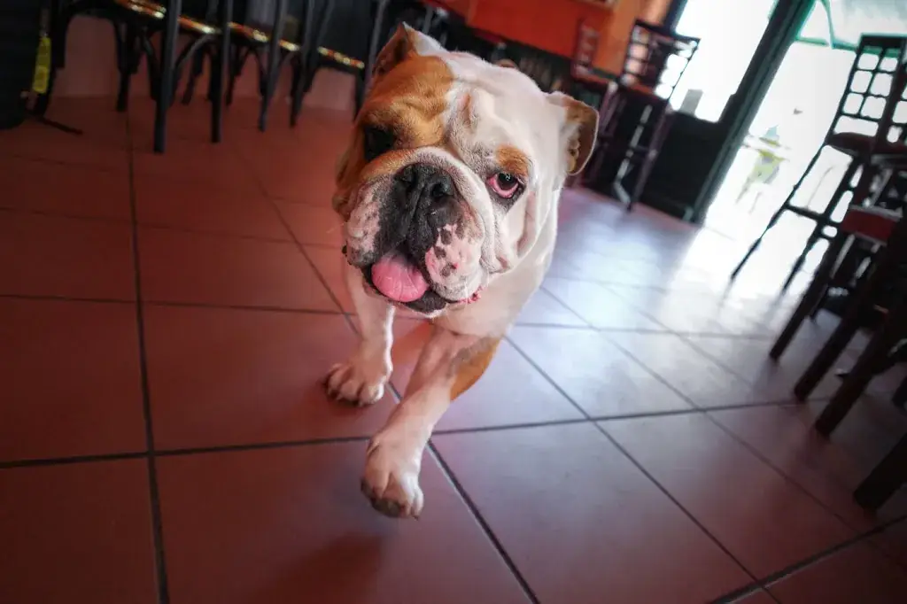 Café des Cordeliers_Clisson_slider_image_3