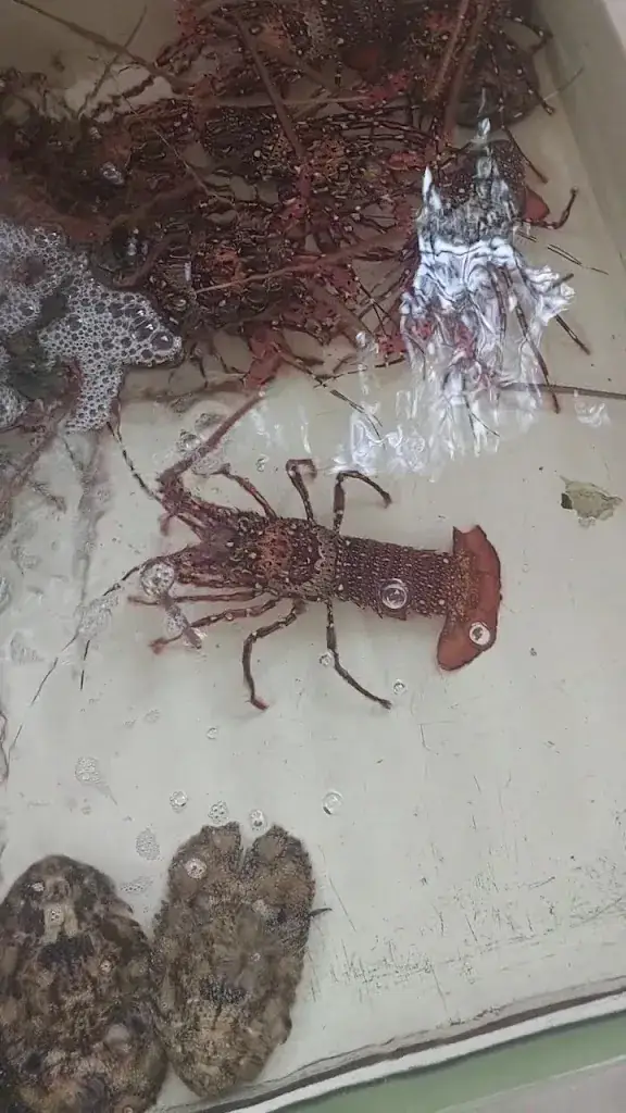 Rick Bartel_Lobster King_Philippines_review