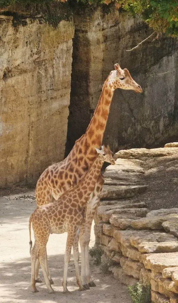 simon deniel_Bioparc de Doué-la-Fontaine_Doué-en-Anjou_review
