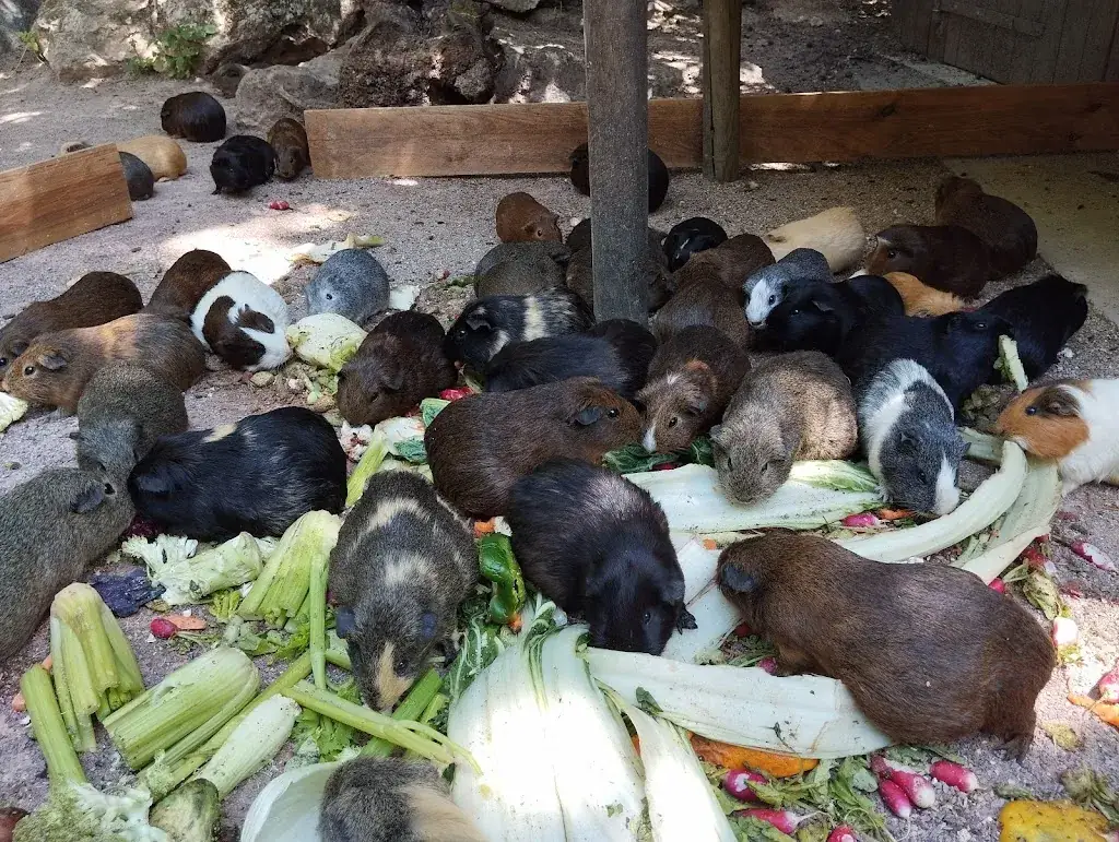 Ricardo Begonha_Bioparc de Doué-la-Fontaine_Doué-en-Anjou_review