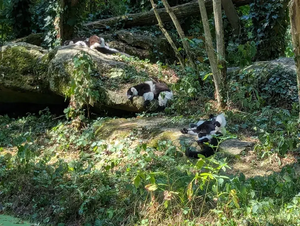Steve Torrie_Bioparc de Doué-la-Fontaine_Doué-en-Anjou_review