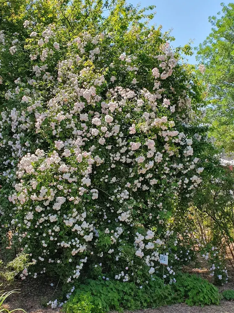 David Edwards_Rose Garden - Roads to Rose_Fontaine_review