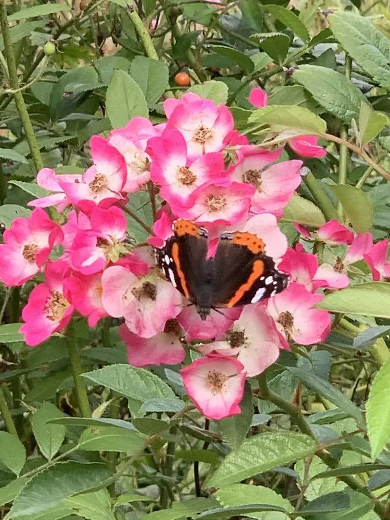 ROCHER REBECCA_Rose Garden - Roads to Rose_Fontaine_review