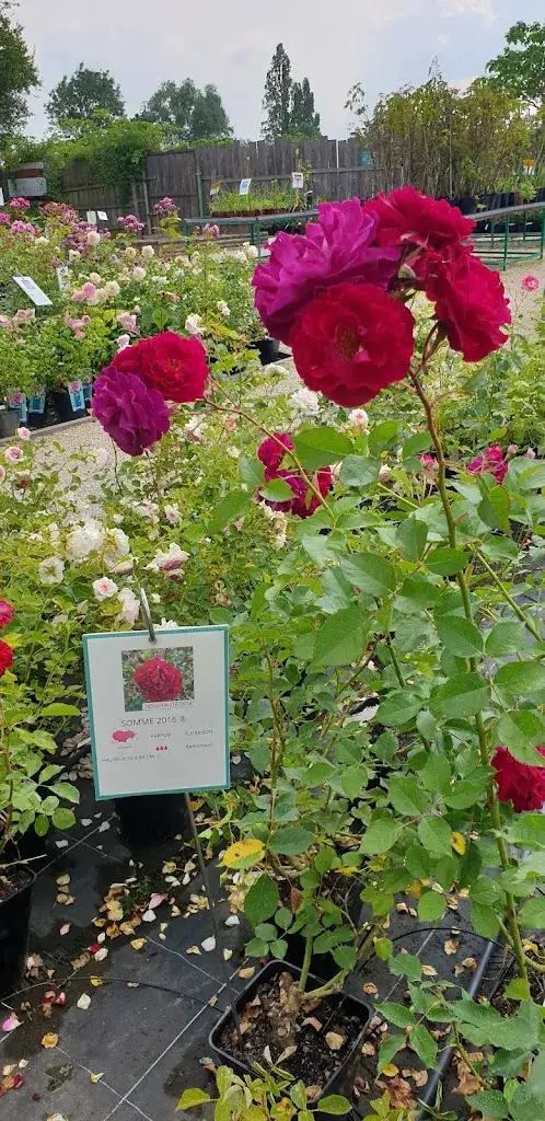 Vijay Bhardwaj_Rose Garden - Roads to Rose_Fontaine_review