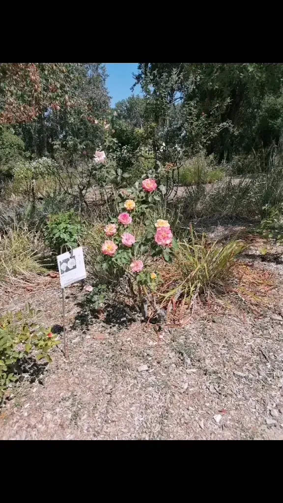 Rose Garden - Roads to Rose_Fontaine_slider_image_2