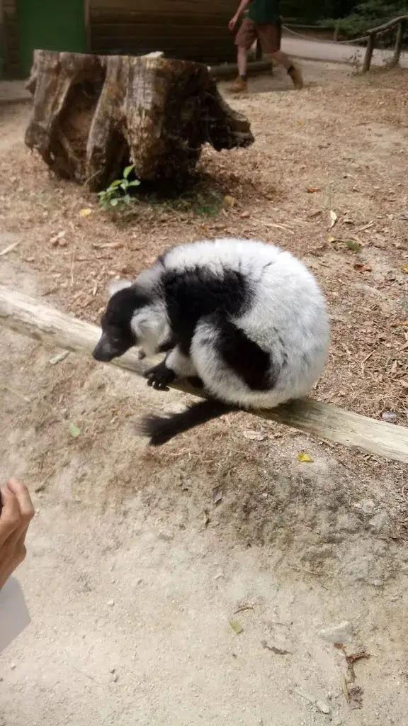 marie Blot_La Hutte des Gorilles_Romagne_review