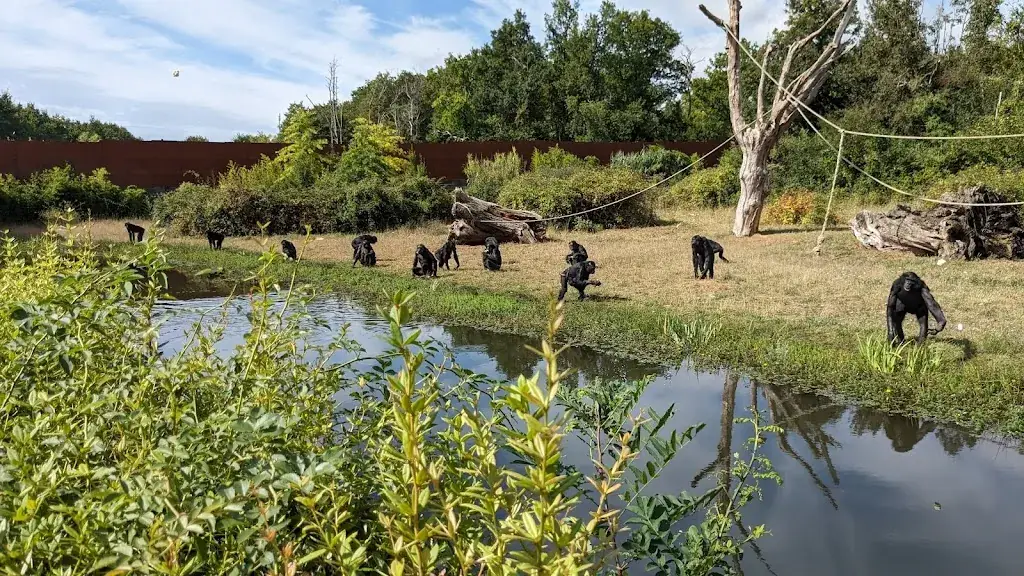 La Hutte des Gorilles_Romagne_slider_image_3
