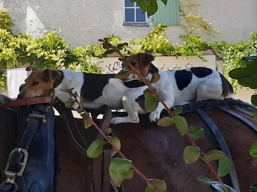 Fabienne COTIN_trailers Abbey_Maillezais_review