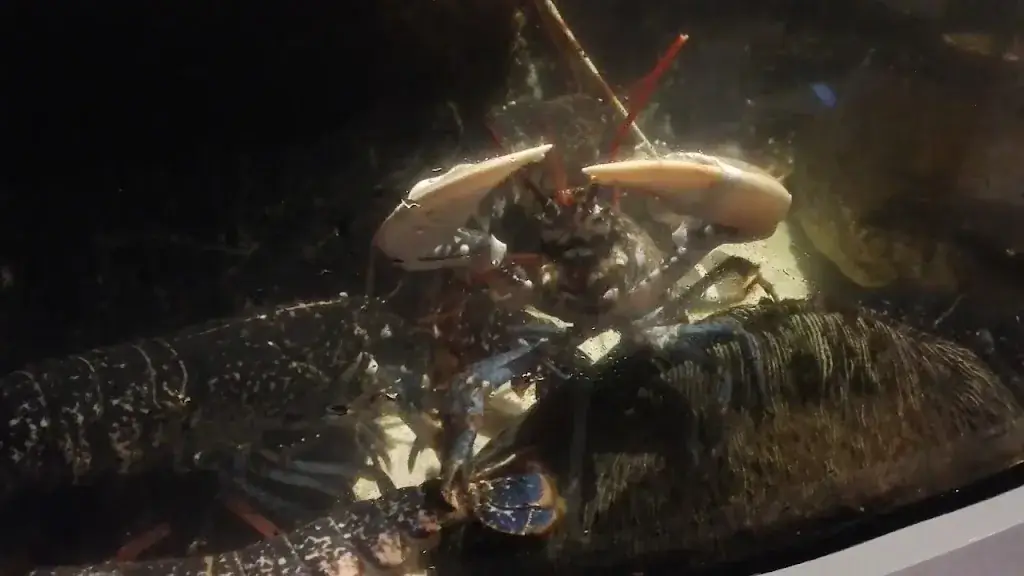 Loulou Côte Sauvage_Sables-d'Olonne_slider_image_2