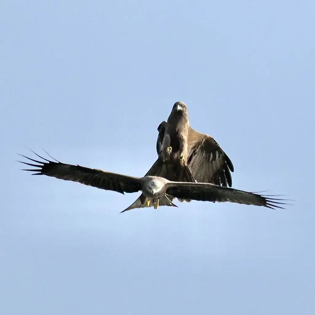 Sebastian Reiz_Restaurant Chez Paul_Bouveret_review