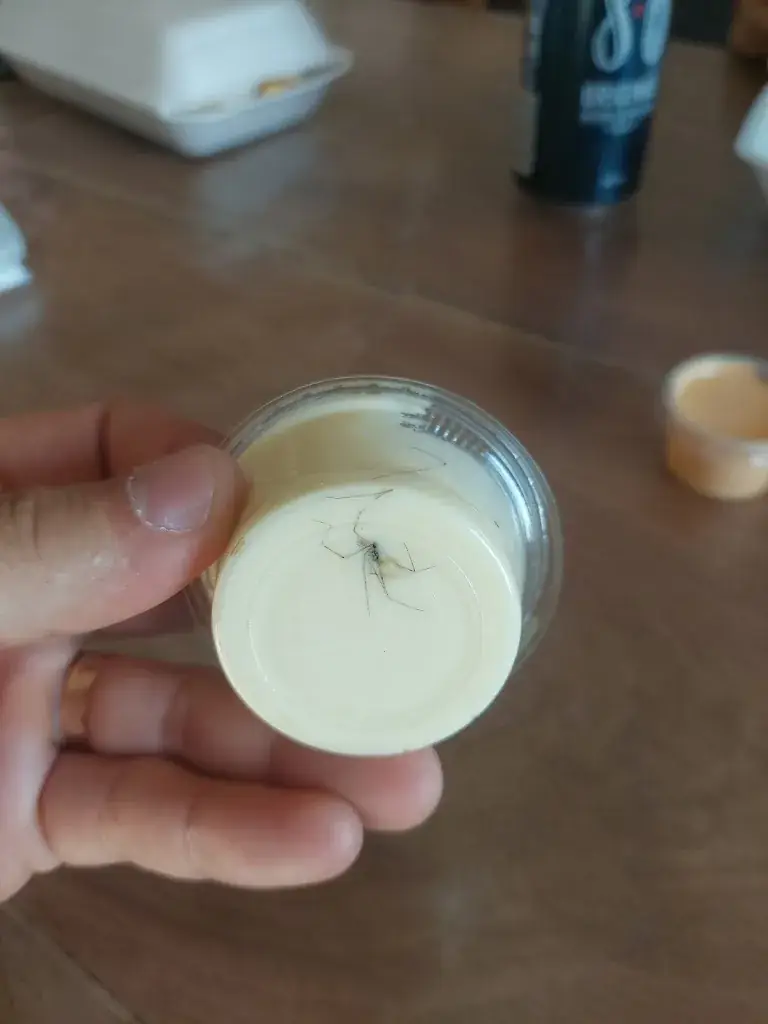 Pedro Barros_New calif saint cosme en vairais_Saint-Cosme-en-Vairais_review