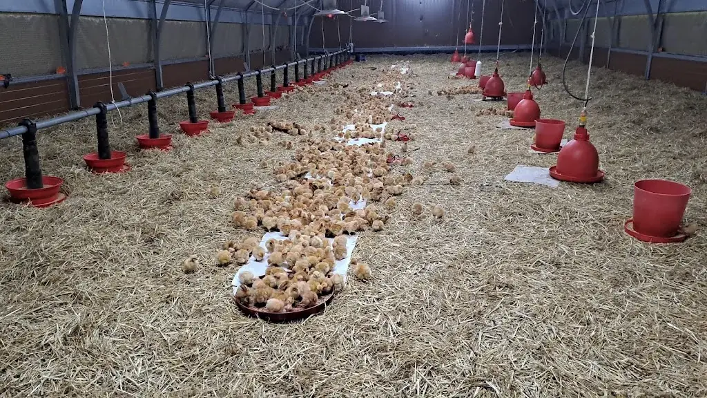 Denitsa_La ferme du petit grain_Sainte-Flaive-des-Loups_review