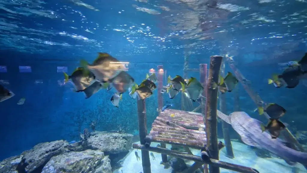 Eóin Darcy_Aquarium de Vendée_Talmont-Saint-Hilaire_review