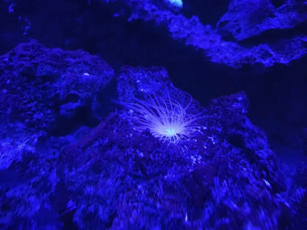 Leo Kenny_Aquarium de Vendée_Talmont-Saint-Hilaire_review