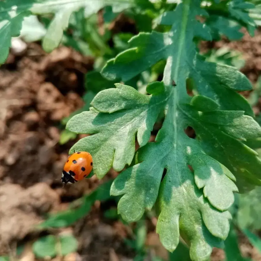 Menu_le Jardin en Cuisine_Sainte-Hermine_imagen_9