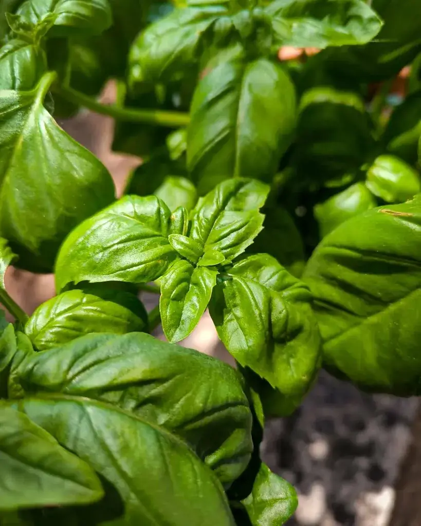 Menu_Buvette La Pinède_Bédoin_image_8