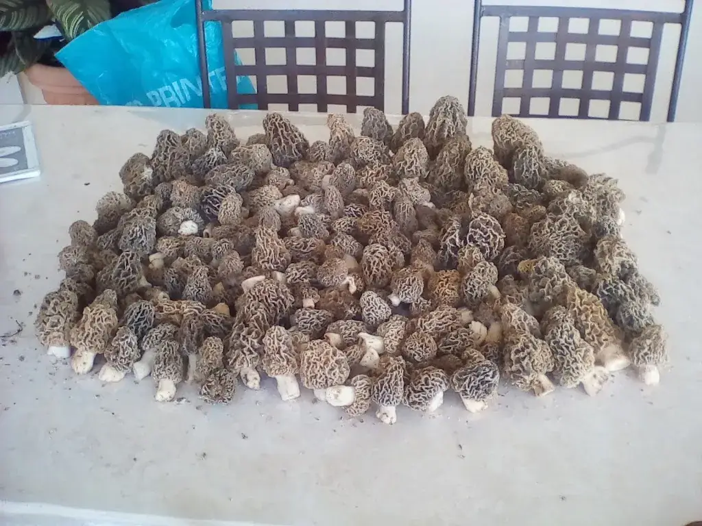 Menu_Bar tabac du lac_Besse-sur-Issole_image_7