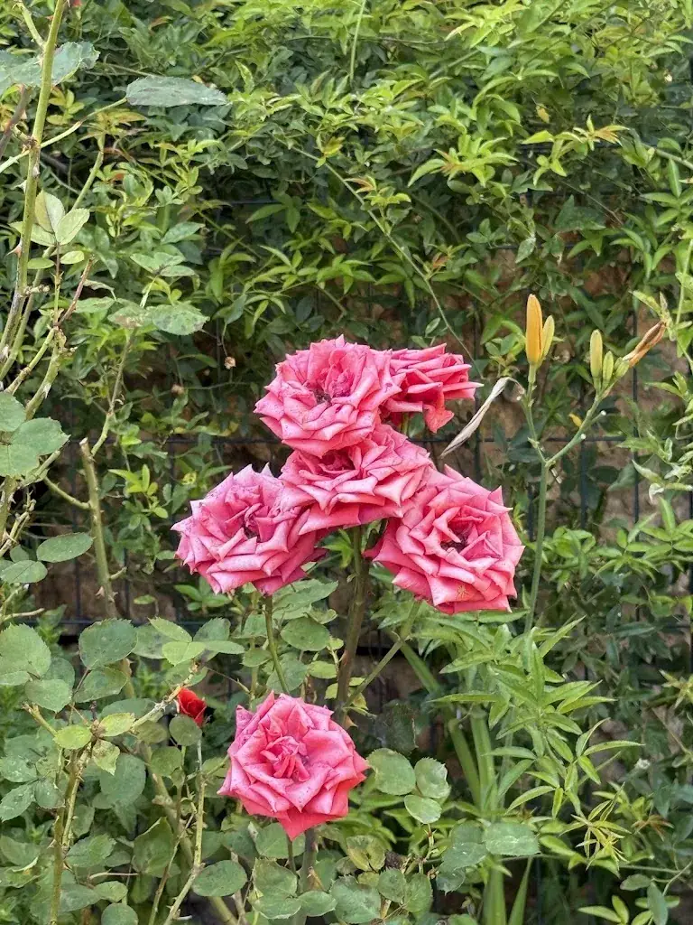 Sue Quattrochi_Le 1886 Restaurant_Celle_review