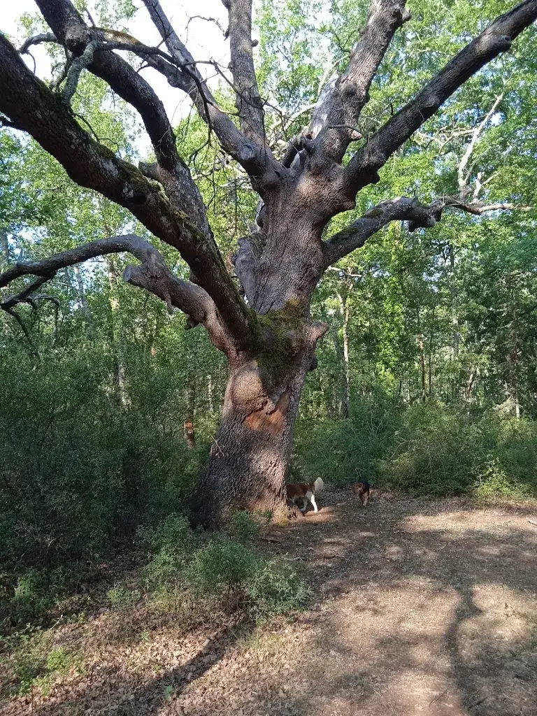 La Bestiole_Montauroux_slider_image_3