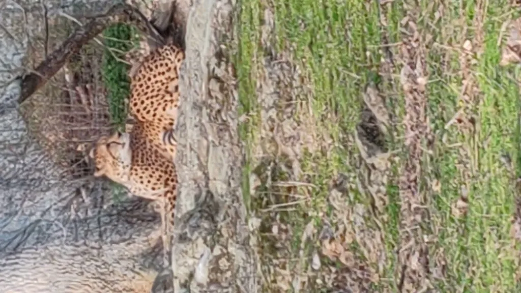 Christophe Gallois_Resto Brousse du Wow Safari Peaugres_Peaugres_review