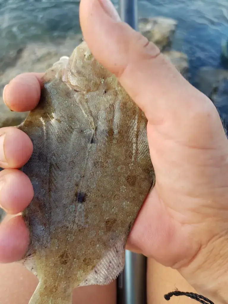 Menu_Bellini Plage_Cavalaire-sur-Mer_image_8