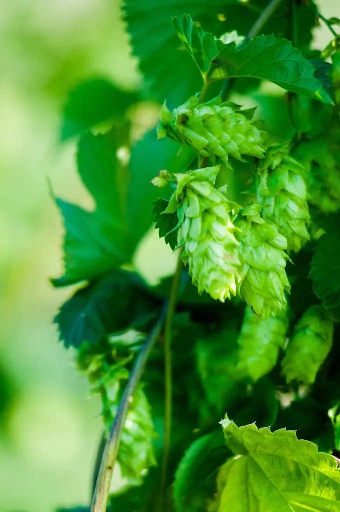 Menu_Brasserie Artisanale de Serre-Ponçon_Chorges_image_7