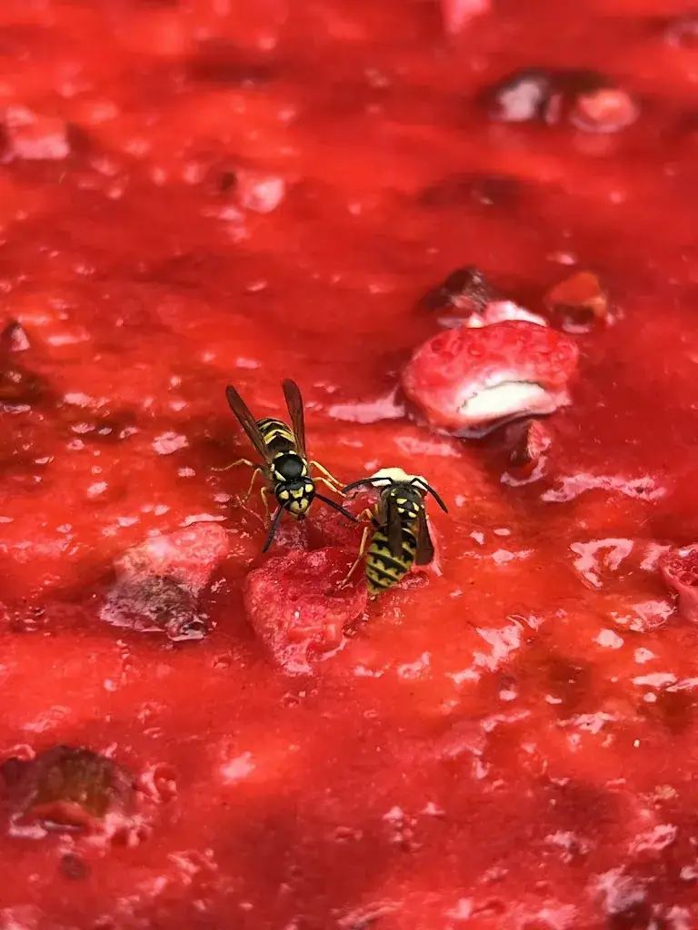 Menu_Le Veneur Noir_Pérouges_image_5