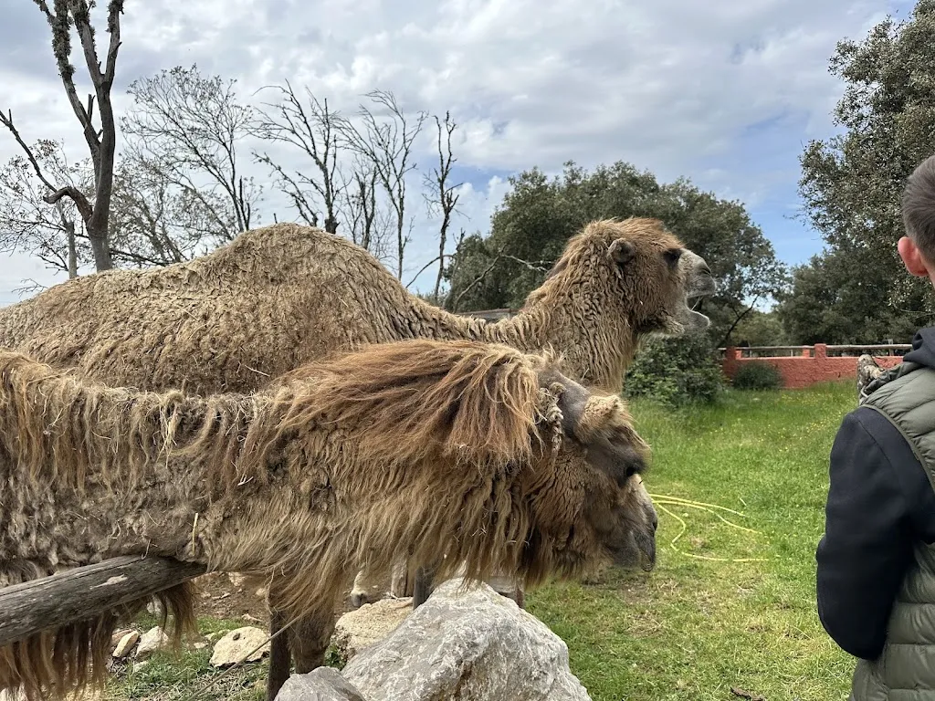 Marilyne Chin_🐺🦚 Parc Animalier de Ginasservis  🐪🦜 I Var_Ginasservis_recensione