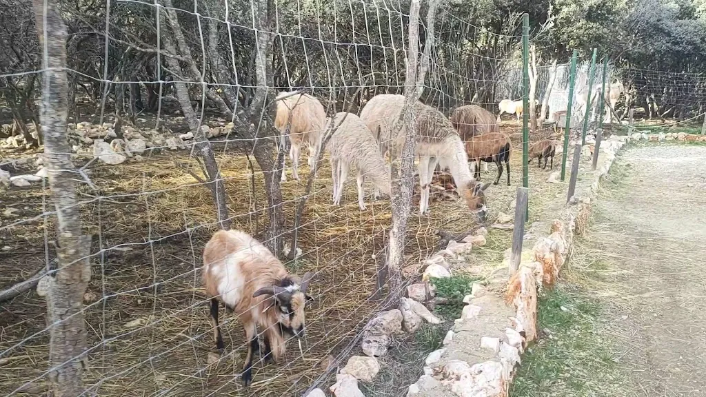 🐺🦚 Parc Animalier de Ginasservis  🐪🦜 I Var_Ginasservis_slider_image_2