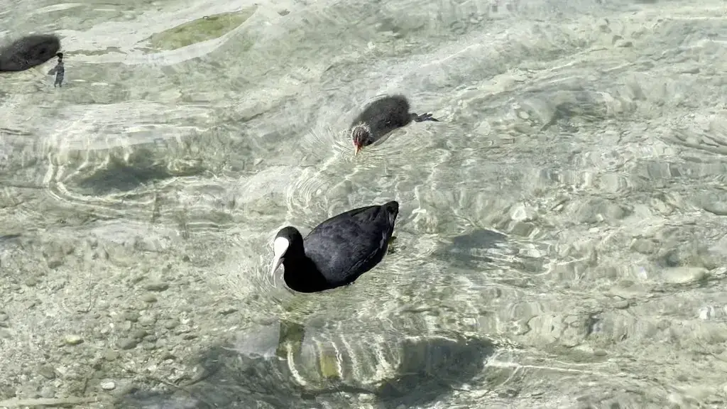 thierry DAVID_Restaurant Au bord du lac Eyglier_Eygliers_review