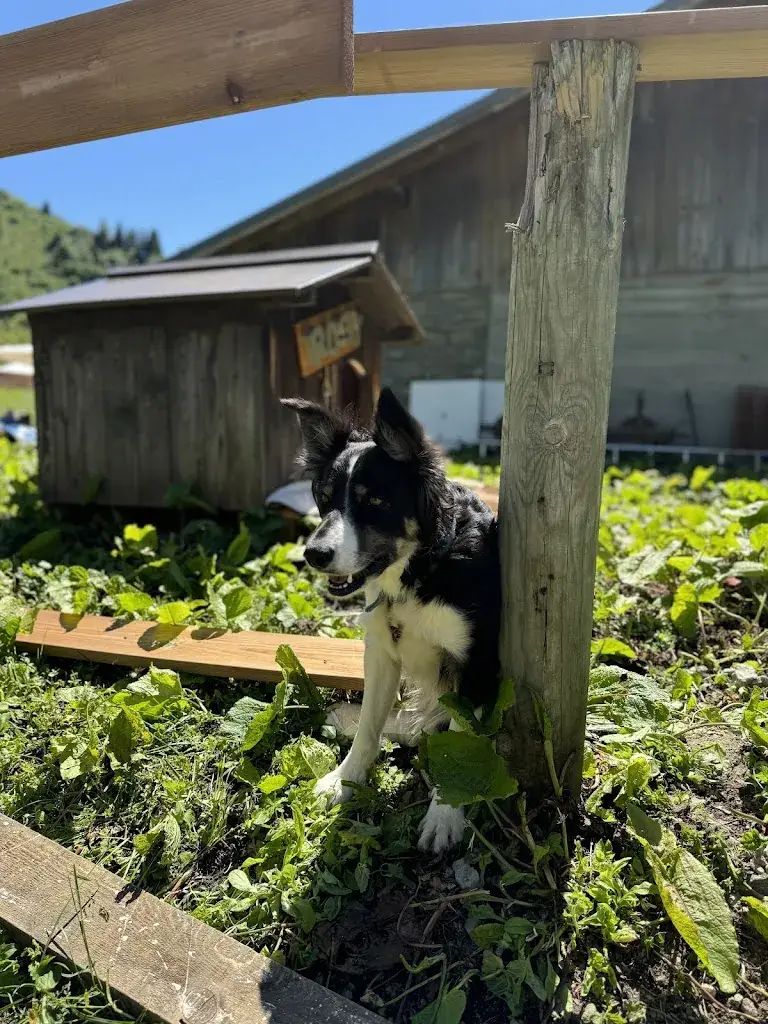 D N_Alpage de l'Airon_Arâches-la-Frasse_review