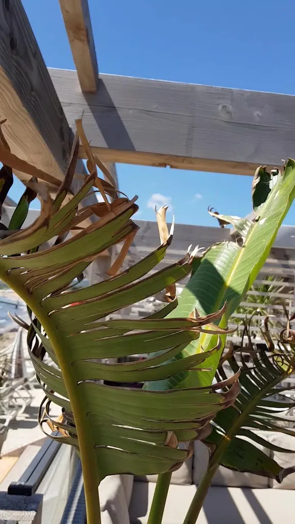 Tabou Beach_Croix-Valmer_slider_image_2