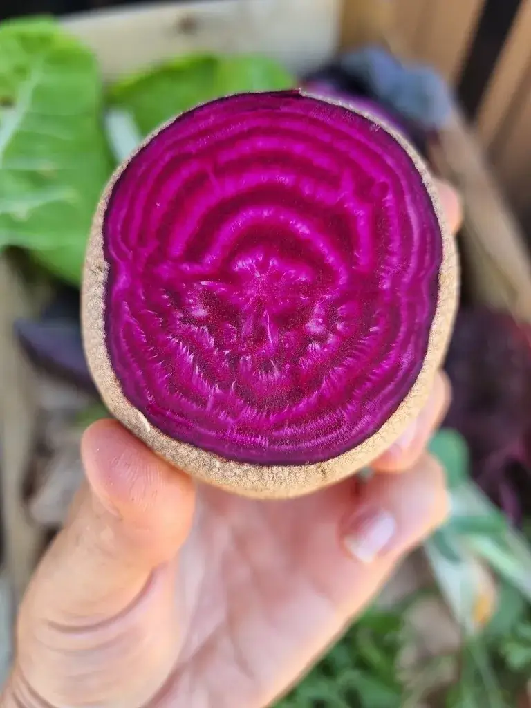 Menu_Les tables de la pierre blanche_Farlède_image_3