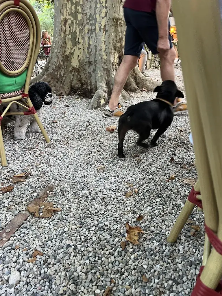 Nathalie Kocher_Restaurant Sous les Platanes à Lagnes_Lagnes_review