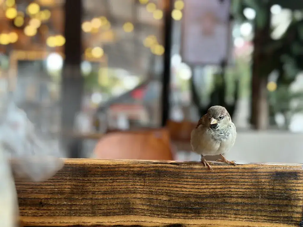 Kawabunga Dad_La Petite Halle_Paris_review