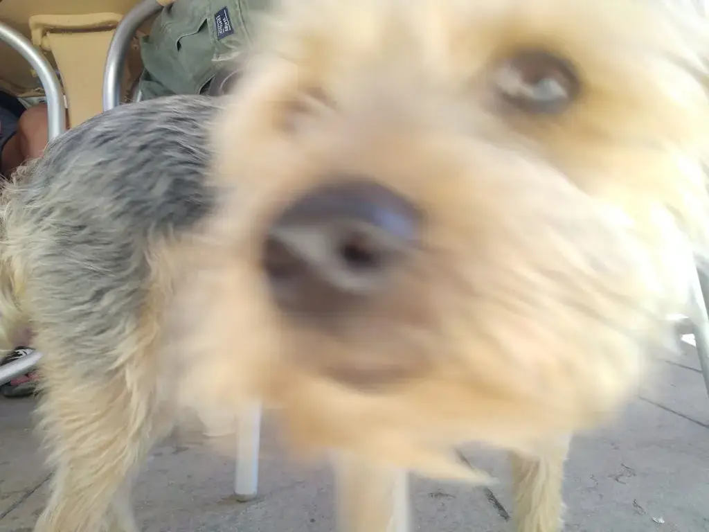 Inse van houts_Café Du Champ De Foire_Pont-d'Ain_review