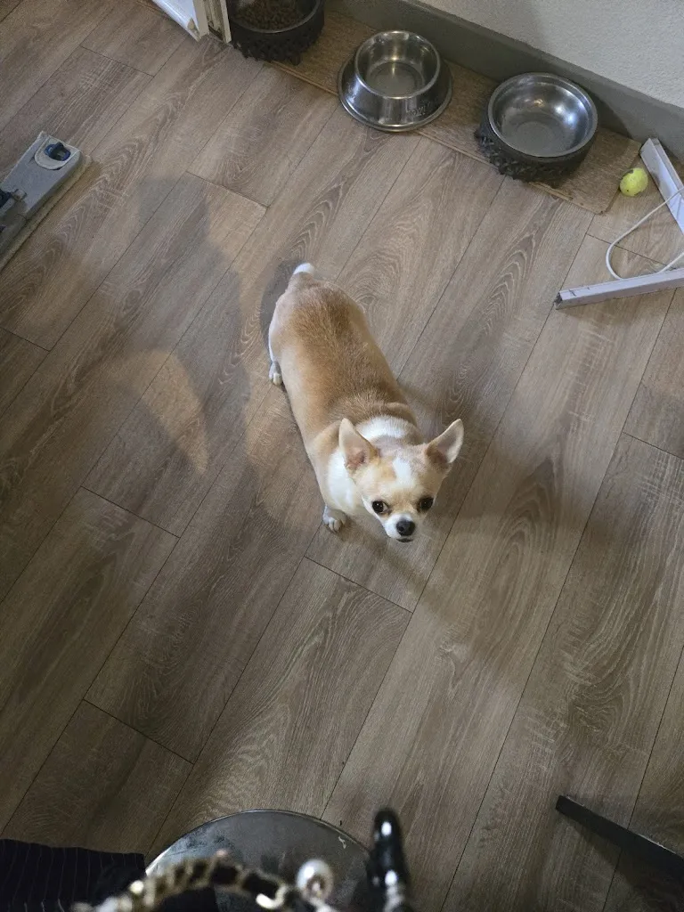 Carole Nejer_Le Voltigeur – Tabac • Bar • Brasserie • FDJ • PMU • Nickel_Mées_review