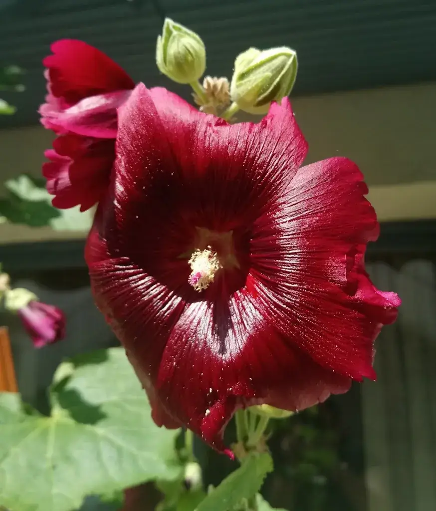 Steph Draperi_Restaurant Les Merisiers_Lucéram_review