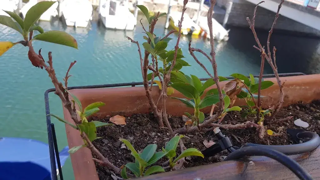 Peter Field_Bistrot de L'Oasis_Mandelieu-la-Napoule_review