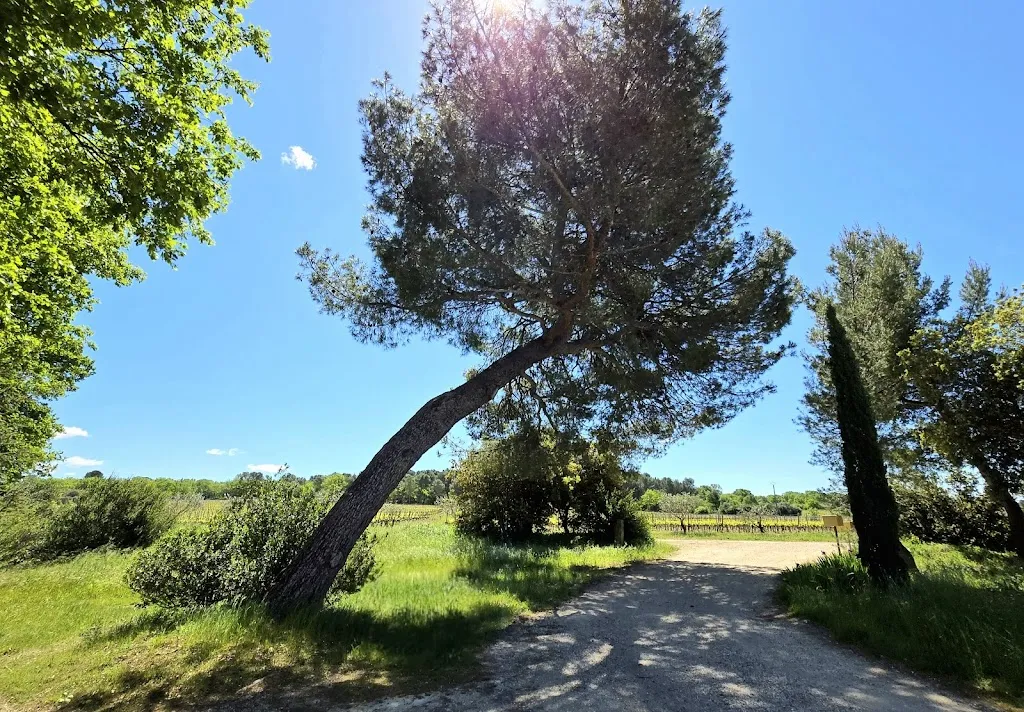 Thomas Chavinas_Château La Croix des Pins_Mazan_recensione