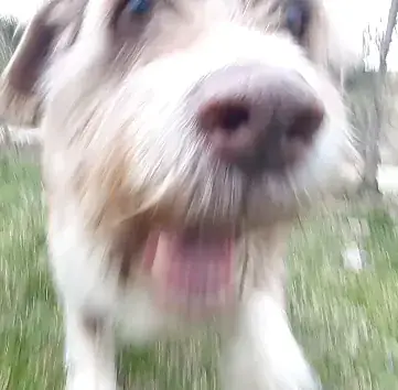 ROUSILLION !_Roman Le Bg_Mouriès_review