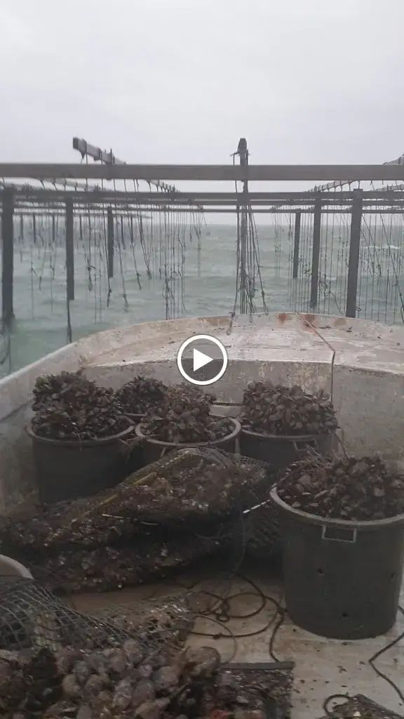 Joaline Coquillages_Port-Saint-Louis-du-Rhône_slider_image_2