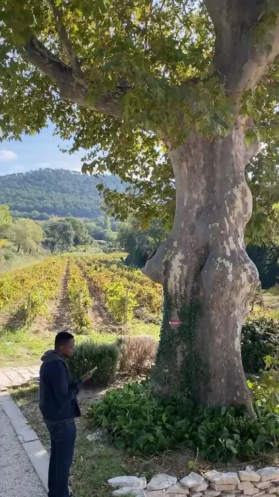 Hôtellerie du Domaine de Cabasse restaurant in Séguret