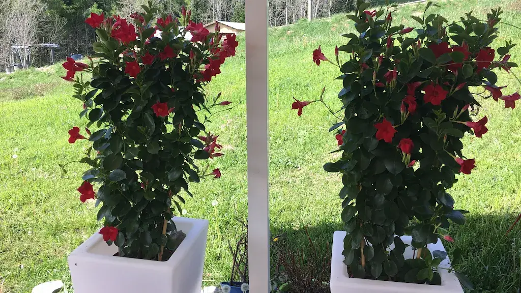 Le Petit Renard_Laye_slider_image_3