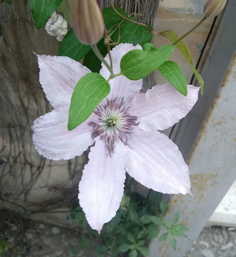 Anne-Catherine Lacombe_Café de Paris_Saint-Didier_review