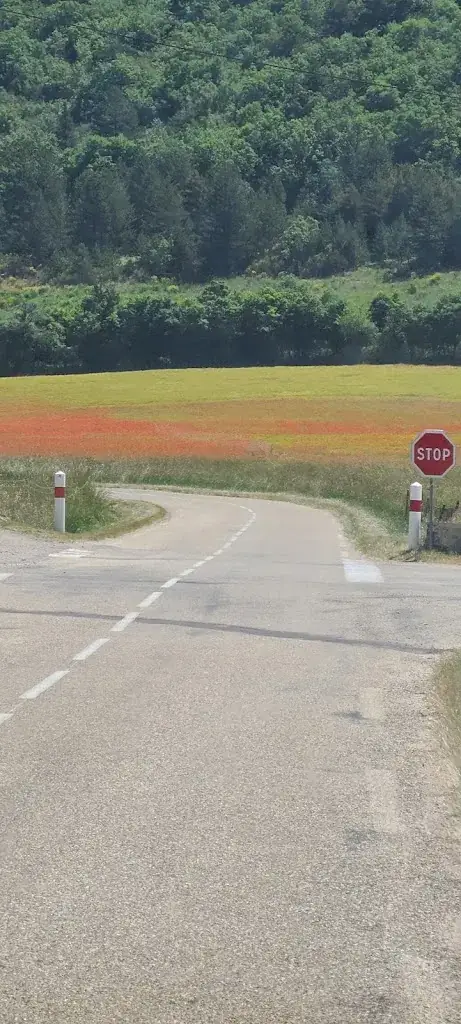 Adriana Harbuzariu_Le Provençal_Sault_recensione