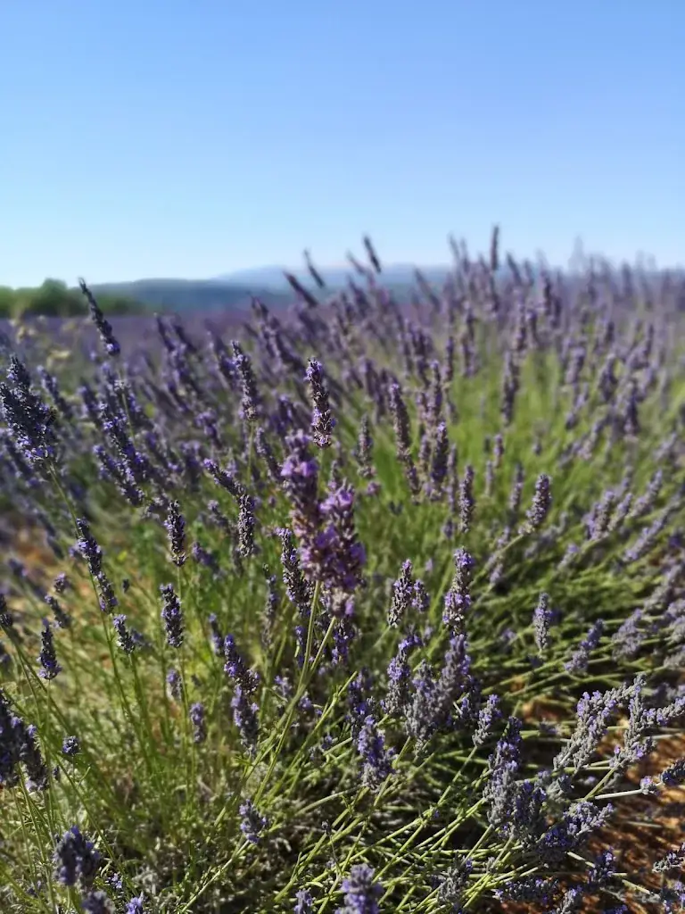 Ferme auberge La Maguette_Sault_slider_image_2