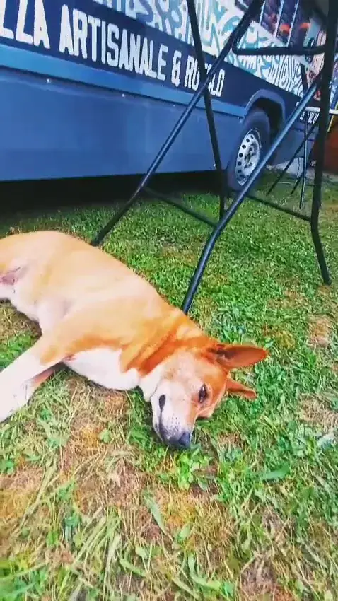 Speed Zéria By Charlie Foodtruck_Thiers_slider_image_2