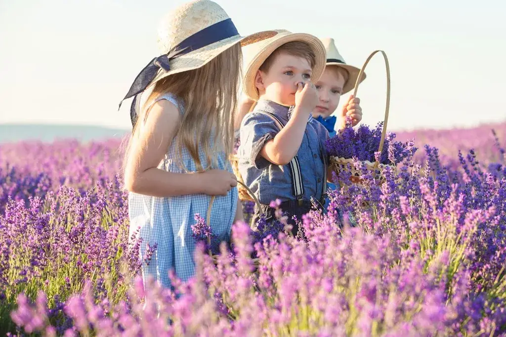 Musée de la Lavande restaurant in Valensole