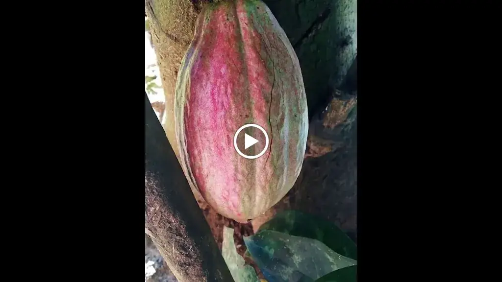 CHOCOLATERIE EYNARD LE MOULIN DU CACAO_Venelles_slider_image_2